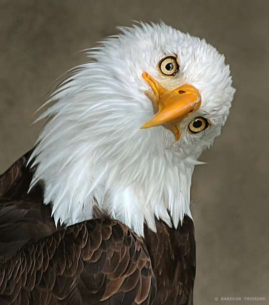 Eagle_Original_Tilted