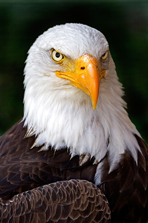 harry-eagle